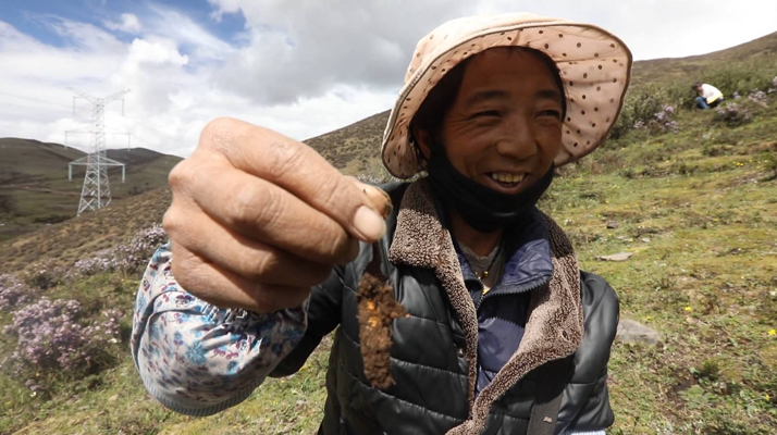 新鮮冬蟲(chóng)夏草上市時(shí)間