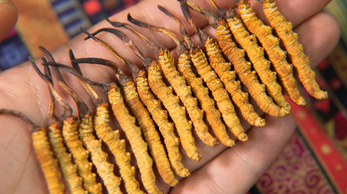 西藏那曲<a href=http://m.jiangnongst.com/jiage/ target=_blank class=infotextkey>冬蟲(chóng)夏草多少錢</a>一克