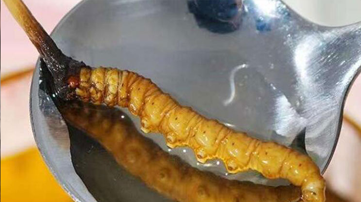 新鮮冬蟲(chóng)夏草泡水時(shí)間