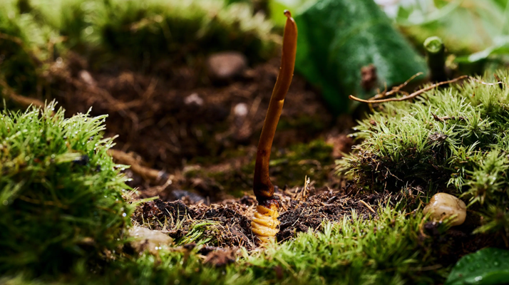 正宗那曲<a href=http://m.jiangnongst.com/xinxian/ target=_blank class=infotextkey>新<a href=http://m.jiangnongst.com/xinxian/ target=_blank class=infotextkey>鮮冬蟲夏草價格</a></a>