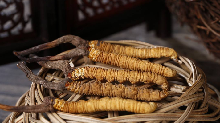 新鮮<a href=http://m.jiangnongst.com/jiage/ target=_blank class=infotextkey>冬蟲夏草的價(jià)格</a>一根