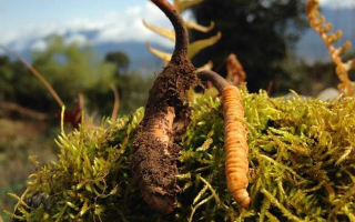 野生冬蟲(chóng)夏草什么樣子