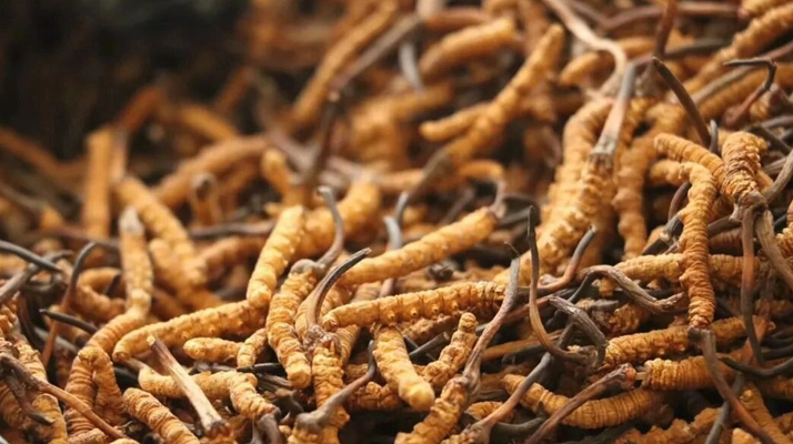 冬蟲夏草服用的五個常見誤區(qū)，很多人都中招了！