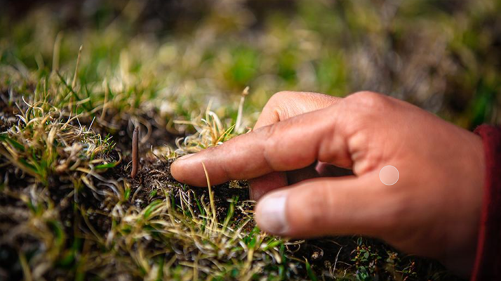 冬蟲(chóng)夏草怎么找？自然采挖與市場(chǎng)獲取全指南