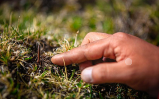 冬蟲(chóng)夏草怎么找？自然采挖與市場(chǎng)獲取全指南