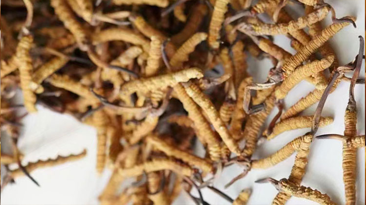 野生<a href=http://m.jiangnongst.com/jiage/ target=_blank class=infotextkey>冬蟲夏草價(jià)格</a>揭秘：多因素交織下的市場(chǎng)行情