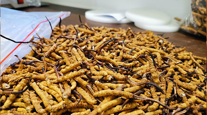 <a href=http://m.jiangnongst.com/yangsheng/ target=_blank class=infotextkey>冬蟲夏草的作用</a>與功效:傳統(tǒng)智慧與現(xiàn)代科學的雙重解讀