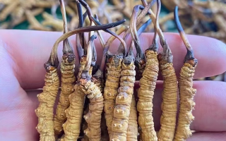 一盒冬蟲夏草多少錢？從規(guī)格到定位的價(jià)格解析