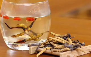 冬蟲夏草與枸杞能一起泡酒嗎？科學(xué)搭配與飲用指南
