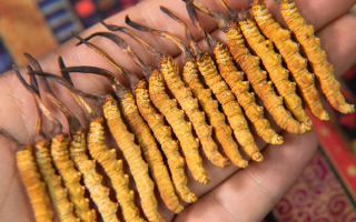 新鮮冬蟲夏草可以冷藏嗎？科學(xué)冷藏方法與注意事項(xiàng)