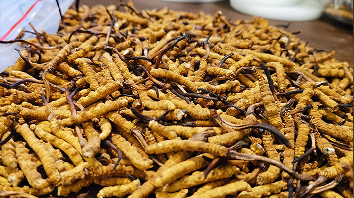 冬蟲夏草燉食指南：解鎖不同搭配的營養(yǎng)密碼