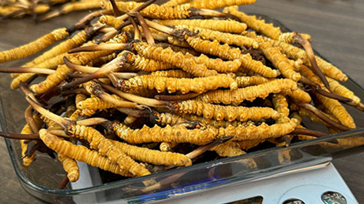 冬蟲夏草小孩可以服用嗎？科學判斷與服用指南