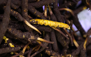 新鮮冬蟲夏草可以冷凍嗎？科學(xué)保存指南來了