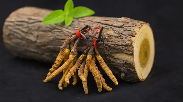 冬蟲夏草一開始長什么樣？從幼蟲到蟲草雛形的生長歷程