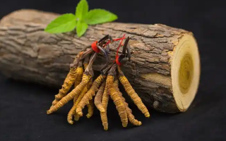 冬蟲夏草一開始長什么樣？從幼蟲到蟲草雛形的生長歷程