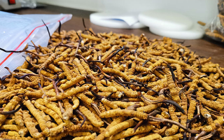 冬蟲(chóng)夏草：泡水喝還是煮一下？?jī)煞N食用方式的全面對(duì)比