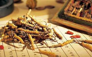 冬蟲夏草適合哪些人？一文讀懂適用與禁忌人群