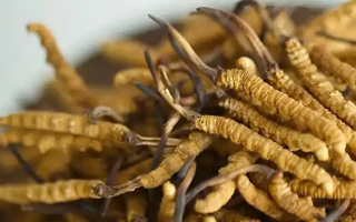 正品冬蟲夏草的藥用價值：從傳統(tǒng)智慧到現(xiàn)代科學的雙重印證