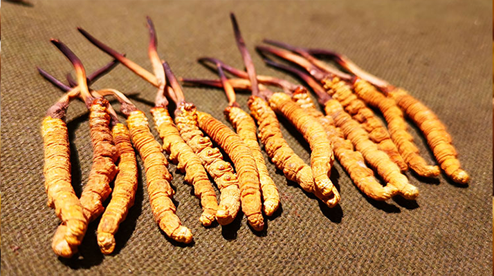 抖音上的冬蟲夏草能買嗎？謹(jǐn)慎抉擇，理性消費