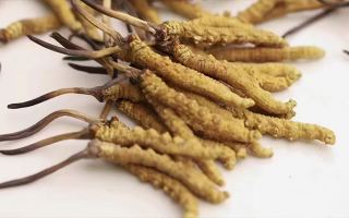 長期吃冬蟲夏草會怎么樣？從益處到注意事項(xiàng)詳解