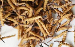 冬蟲夏草一斤多少元一根？多因素交織下的價(jià)格探秘