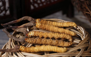 冬蟲夏草煲湯怎么煲好喝？營養(yǎng)與口感雙優(yōu)的實(shí)用指南