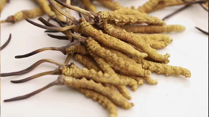 冬蟲(chóng)夏草的形成過(guò)程:解密蟲(chóng)菌共生的自然奇觀(guān)