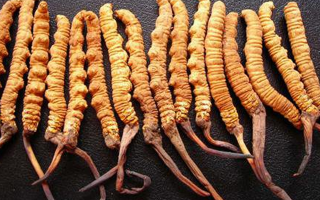 冬蟲夏草真假難辨？從味道入手，掌握實(shí)用鑒別法