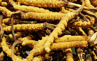 新鮮冬蟲夏草一克多少錢？價(jià)格影響因素全解析