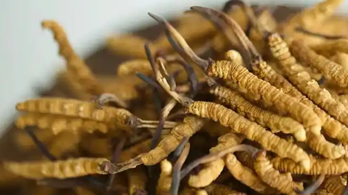 解密 “大個(gè)頭” 冬蟲夏草：何為優(yōu)質(zhì)大蟲草，價(jià)值何在？