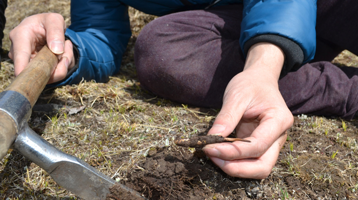 冬蟲(chóng)夏草什么節(jié)氣采收好