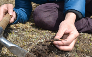 冬蟲(chóng)夏草什么節(jié)氣采收好