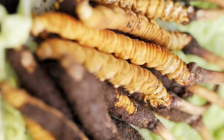 鮮冬蟲夏草泡酒能喝嗎？掌握這些要點(diǎn)安全又滋補(bǔ)