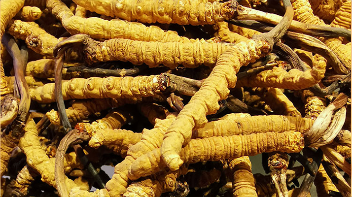 鮮<a href=http://m.jiangnongst.com/jiage/ target=_blank class=infotextkey>冬蟲夏草多少錢</a>一斤 