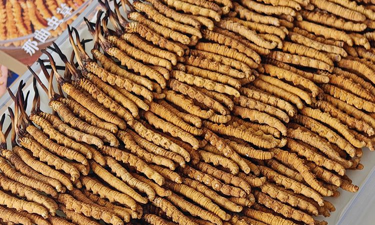 斷的冬蟲夏草：效果是否打折？科學(xué)解讀與實用建議