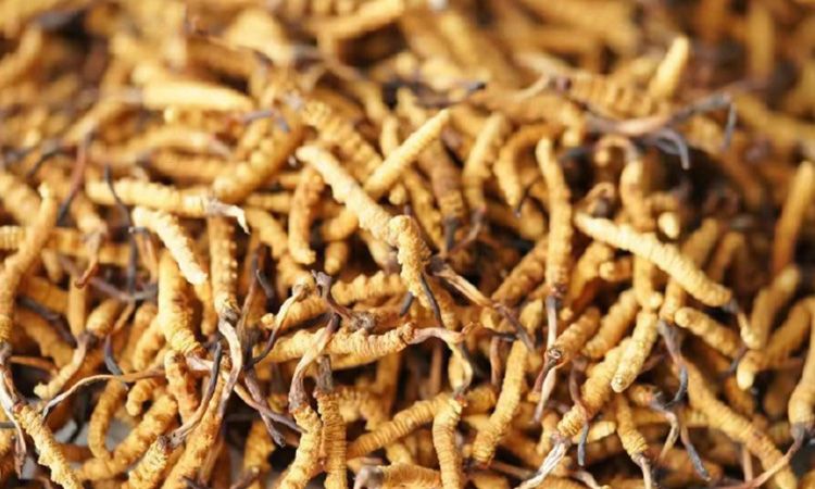 解密冬蟲(chóng)夏草頭期蟲(chóng)草：品質(zhì)優(yōu)勢(shì)與鑒別指南