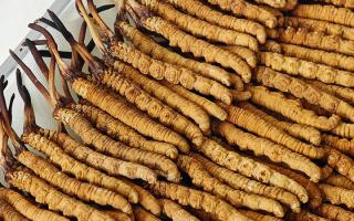 冬蟲(chóng)夏草藥材成分解析：活性物質(zhì)與營(yíng)養(yǎng)構(gòu)成的全面解讀