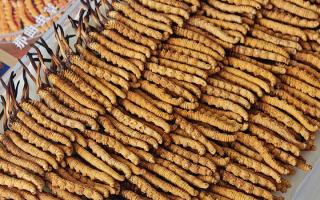 斷的冬蟲(chóng)夏草：效果是否打折？科學(xué)解讀與實(shí)用建議