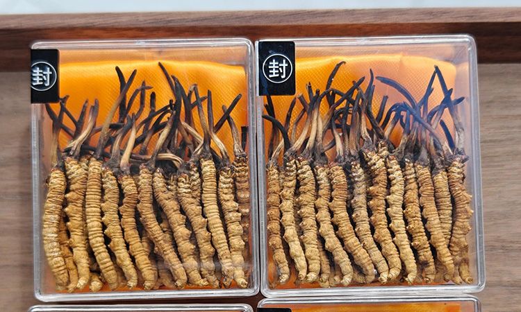 冬蟲夏草現(xiàn)在多少錢一克 