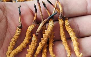 冬蟲(chóng)夏草頭期凍干蟲(chóng)草：解鎖滋補(bǔ)新方式，這些優(yōu)勢(shì)你該知道-西藏那曲蟲(chóng)草網(wǎng)