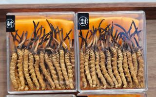 冬蟲夏草現(xiàn)在多少錢一克？2025 年克價揭秘，差價達(dá) 5 倍