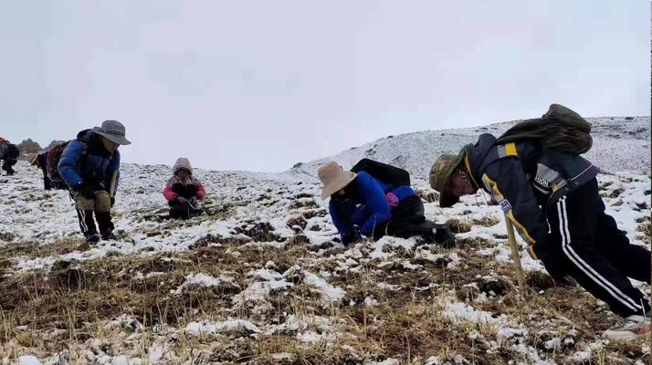 冬蟲夏草：探尋其核心產(chǎn)地的奧秘
