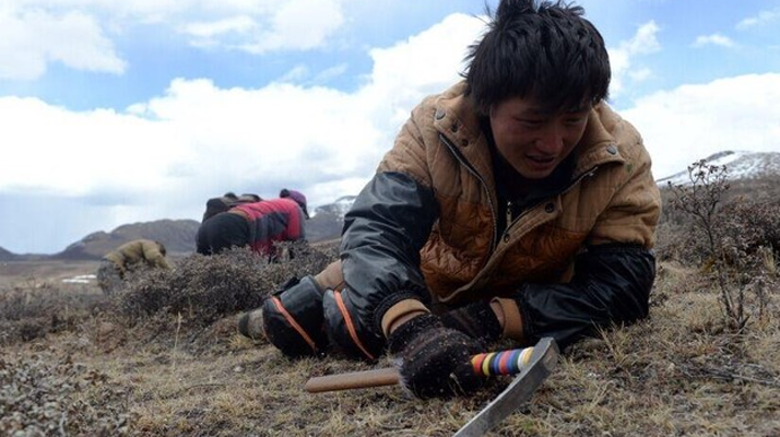 那曲<a href=http://m.jiangnongst.com/sdph/wacr/ target=_blank class=infotextkey>挖草人</a>阿旺的蟲草采摘時間表 