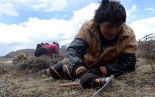 那曲挖草人阿旺的蟲草采摘時(shí)間表：跟著草原節(jié)氣走，不錯過每根好蟲草
