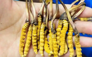 鮮冬蟲夏草可以泡開水嗎？科學(xué)沖泡方法與營養(yǎng)保留指南