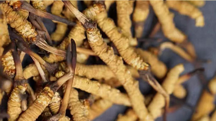 野生<a href=http://m.jiangnongst.com/jiage/ target=_blank class=infotextkey>冬蟲夏草多少錢</a>一斤 