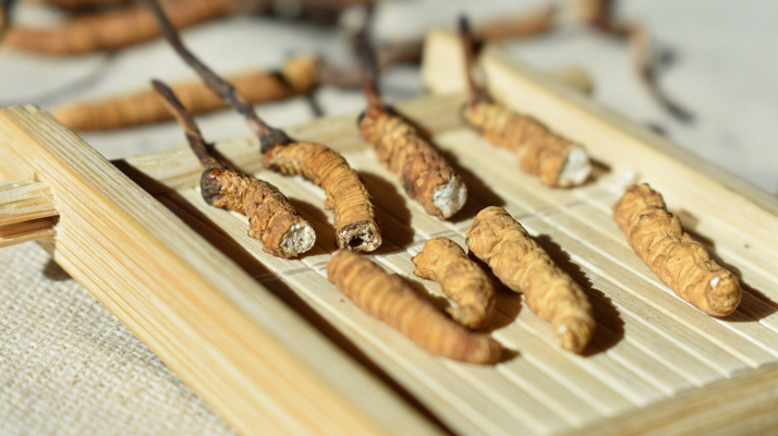 斷的<a href=http://m.jiangnongst.com/ target=_blank class=infotextkey>冬蟲夏草</a>一克啥價(jià) 