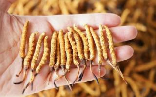 為啥說頭期冬蟲夏草品質(zhì)最好？掰開揉碎給你講