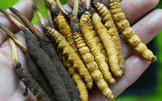 草原上的黃金晾曬術(shù) —— 藏家漢子談冬蟲(chóng)夏草晾曬-西藏那曲蟲(chóng)草網(wǎng)