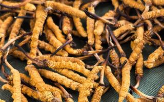 燉了二十年蟲草湯，這口感我太熟了，跟你細(xì)細(xì)說